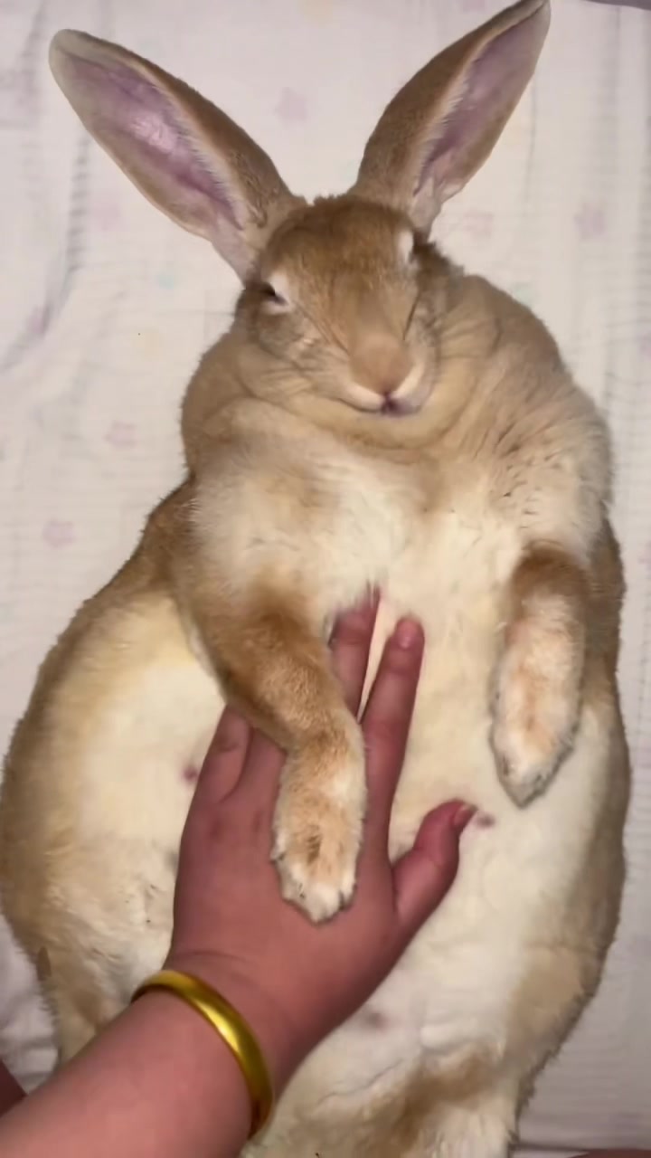 @RabbitNow19