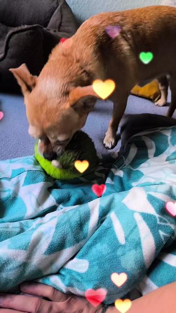 @🏳️🌈Kathi❤️Milow🐕❤️