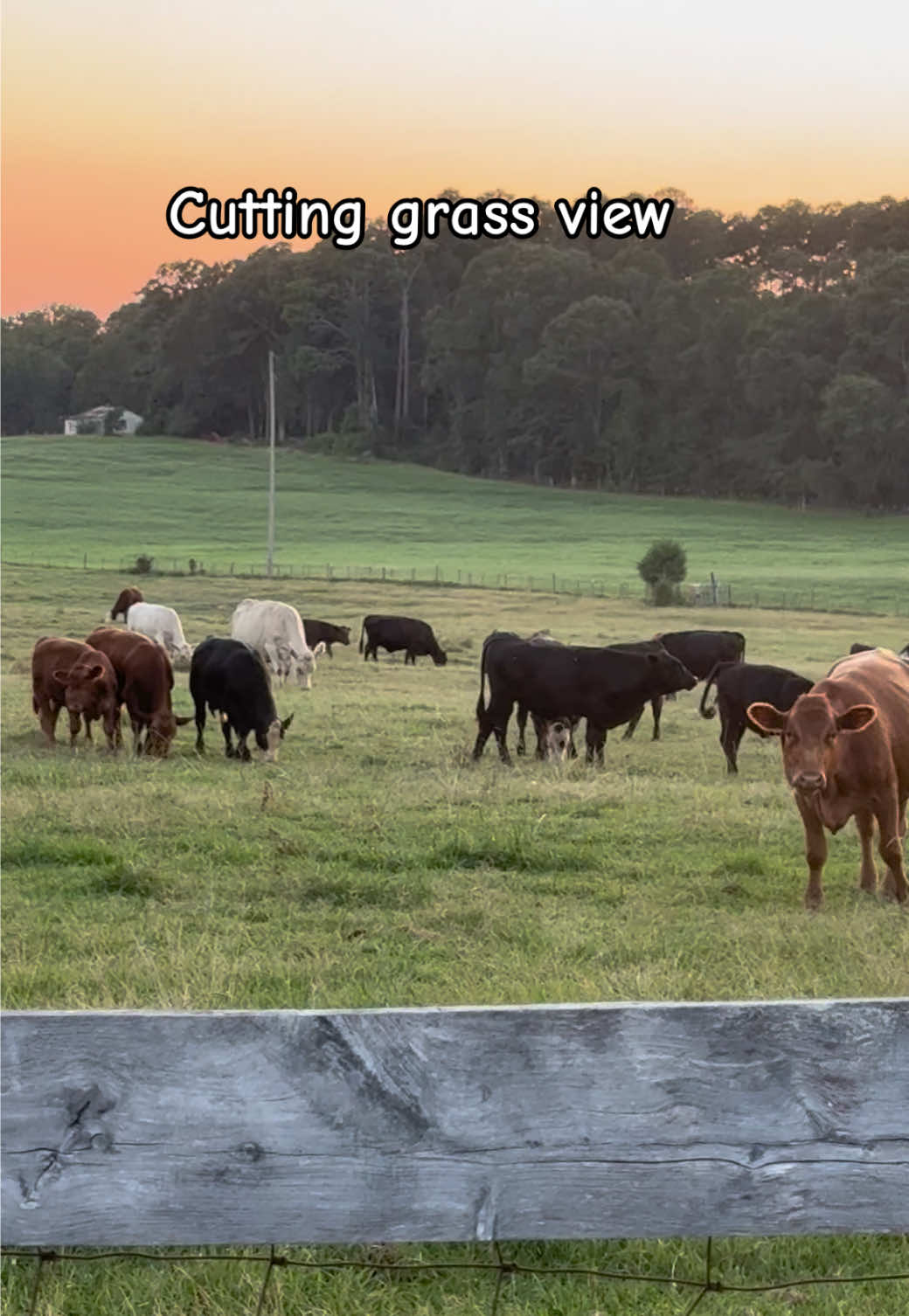 @Kristie_the_Pi🥉🐮❌
