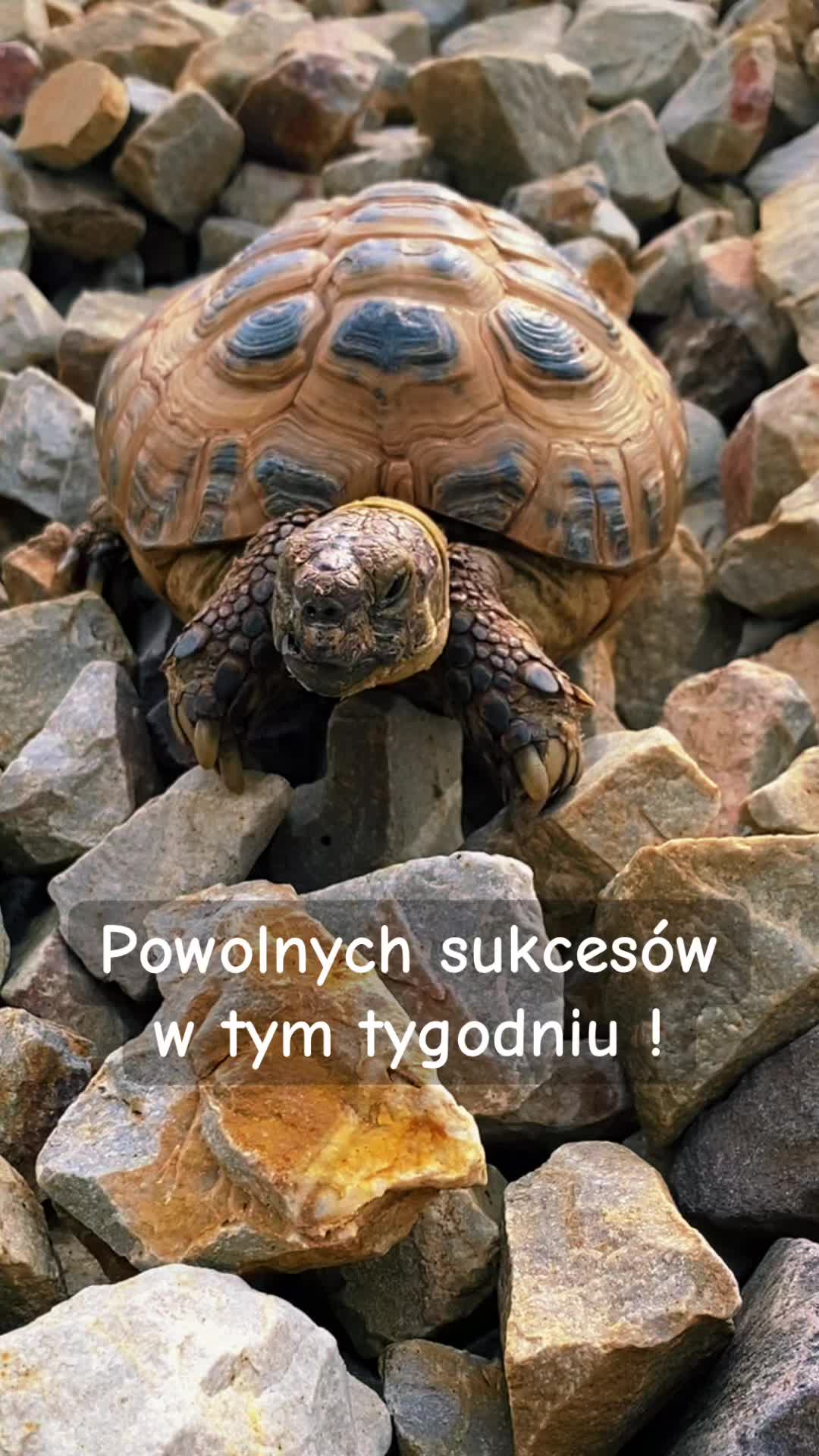 @Ż&oacute;łw Stefan Pierwszy