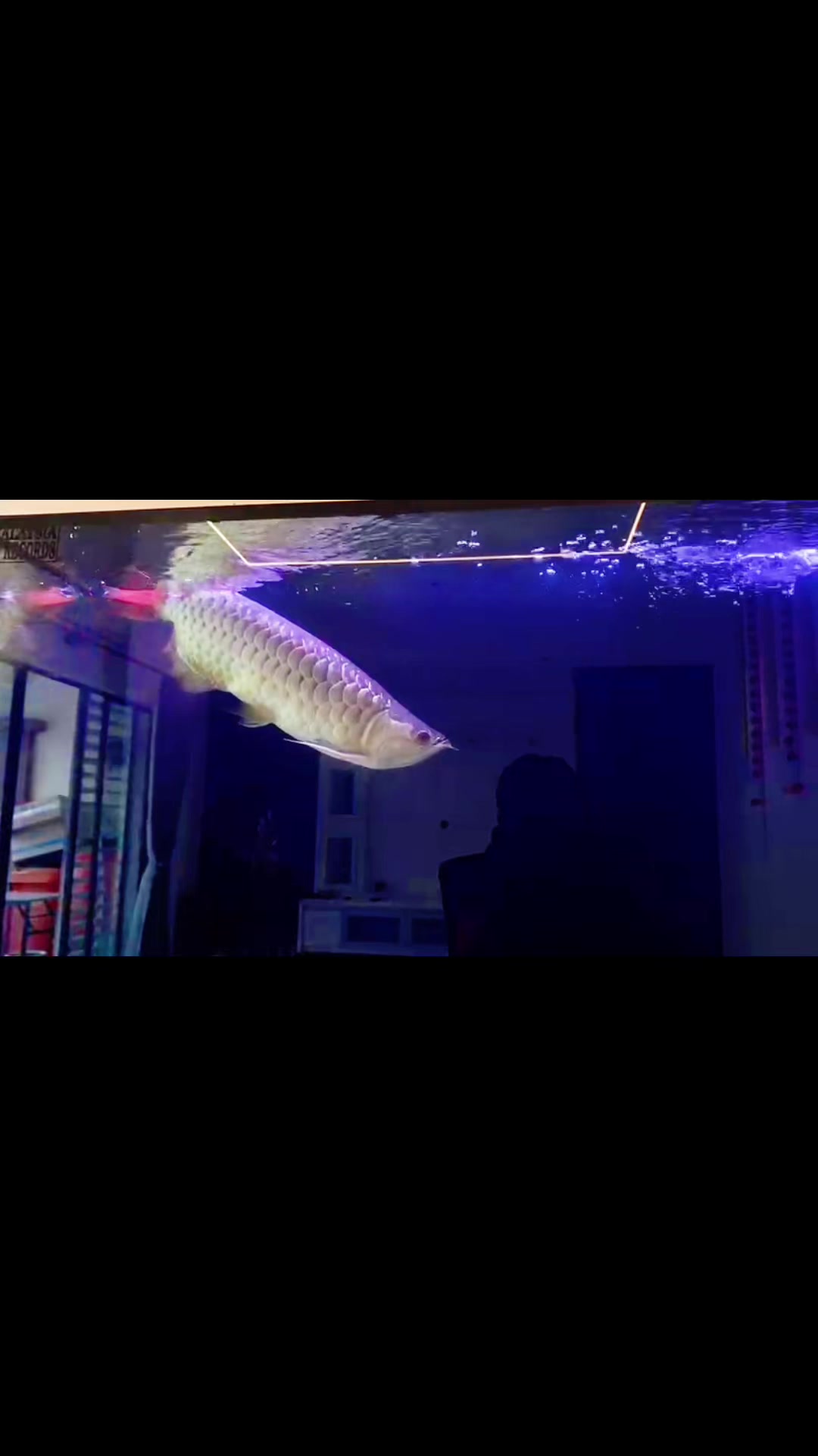 @MK AROWANA SPECIALIST