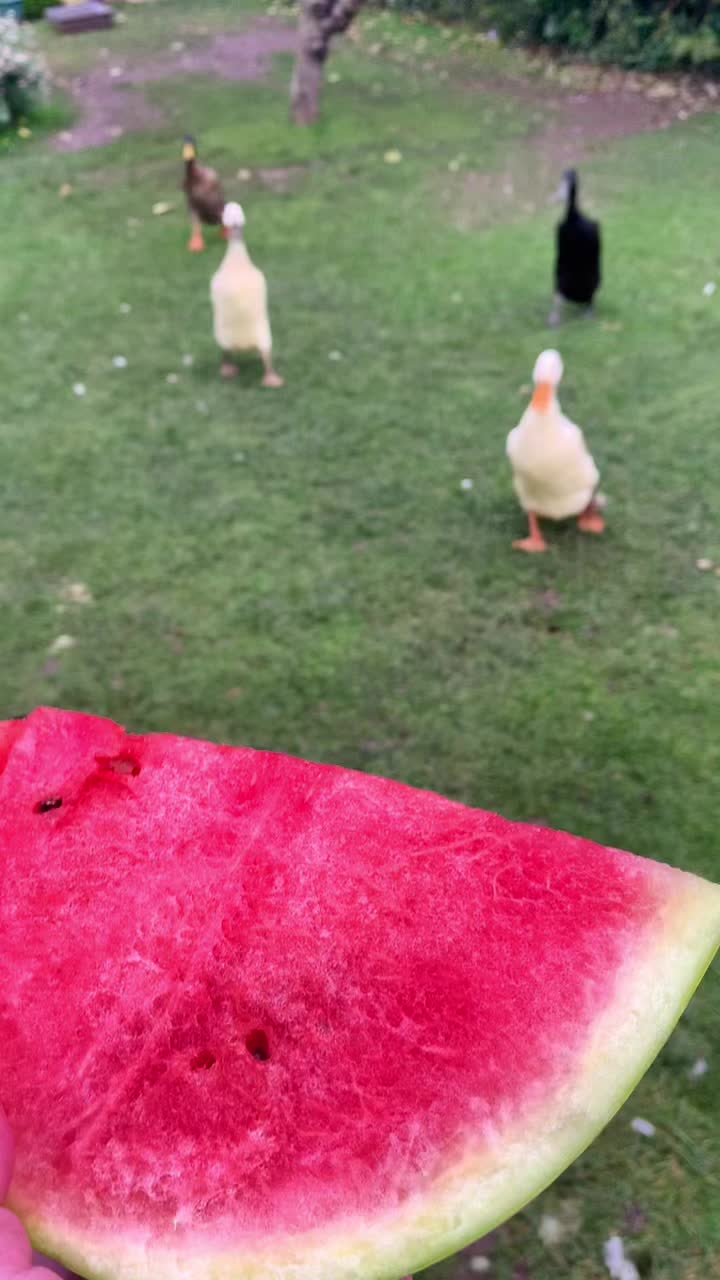 @Crazy Duck UK