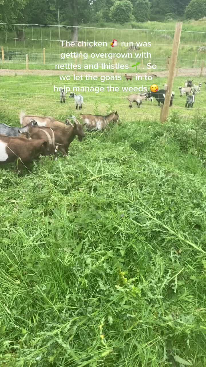 @Sunny B Goats🌞B🐐