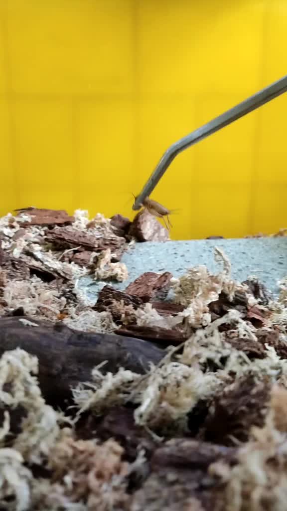 @Inverts.Exotics