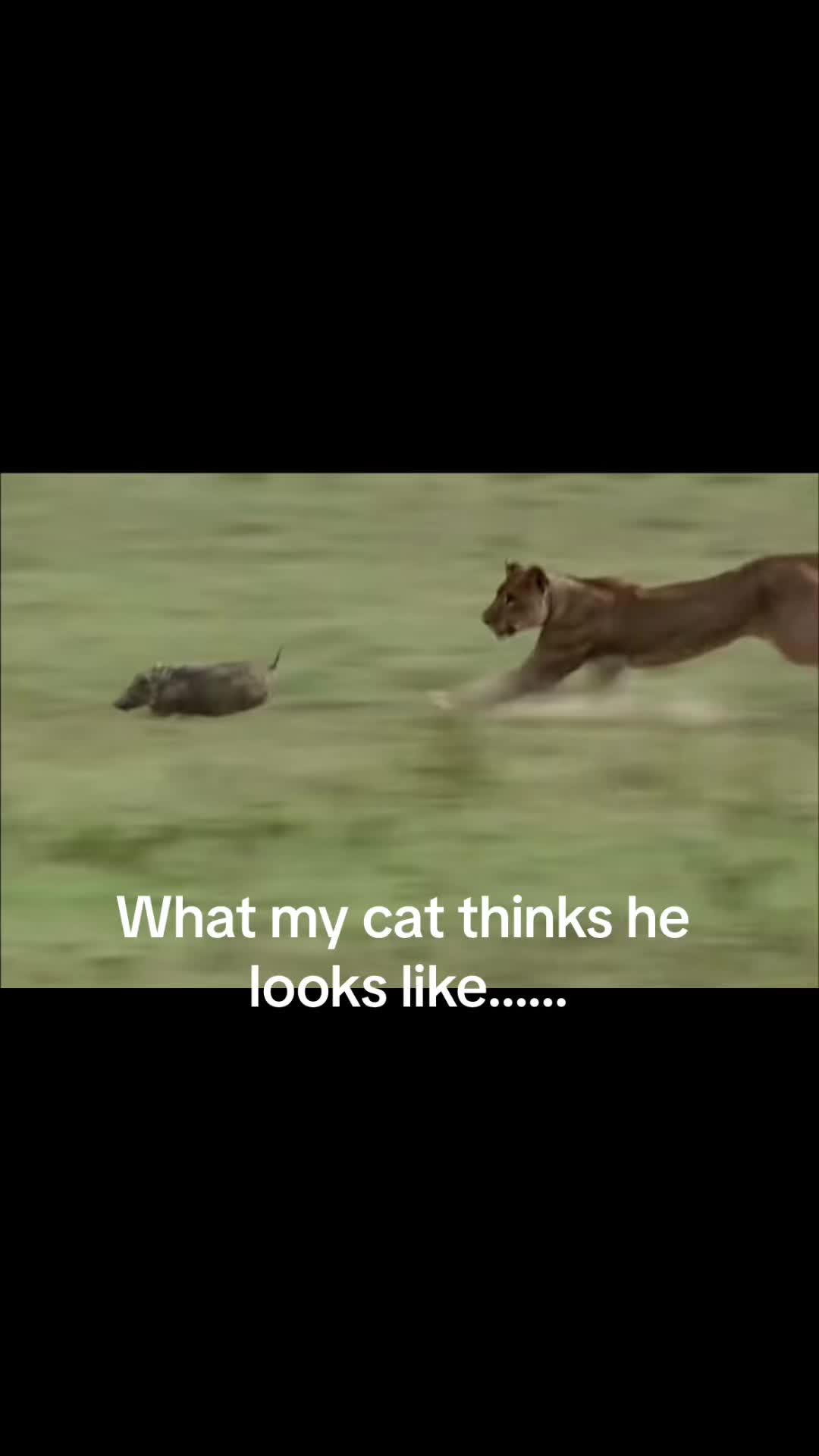 @Gus & Sully Maine Coon Boys