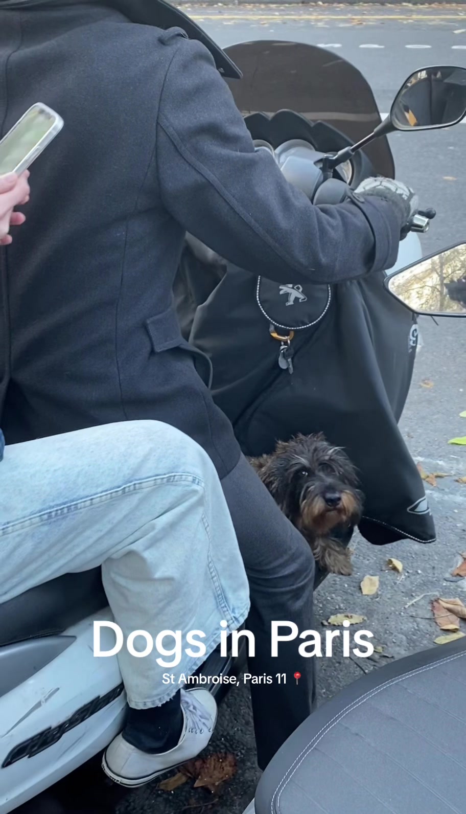 @dogs in Paris 🐶