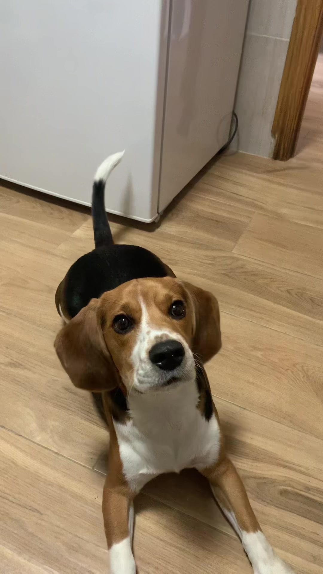@biggieelbeagle