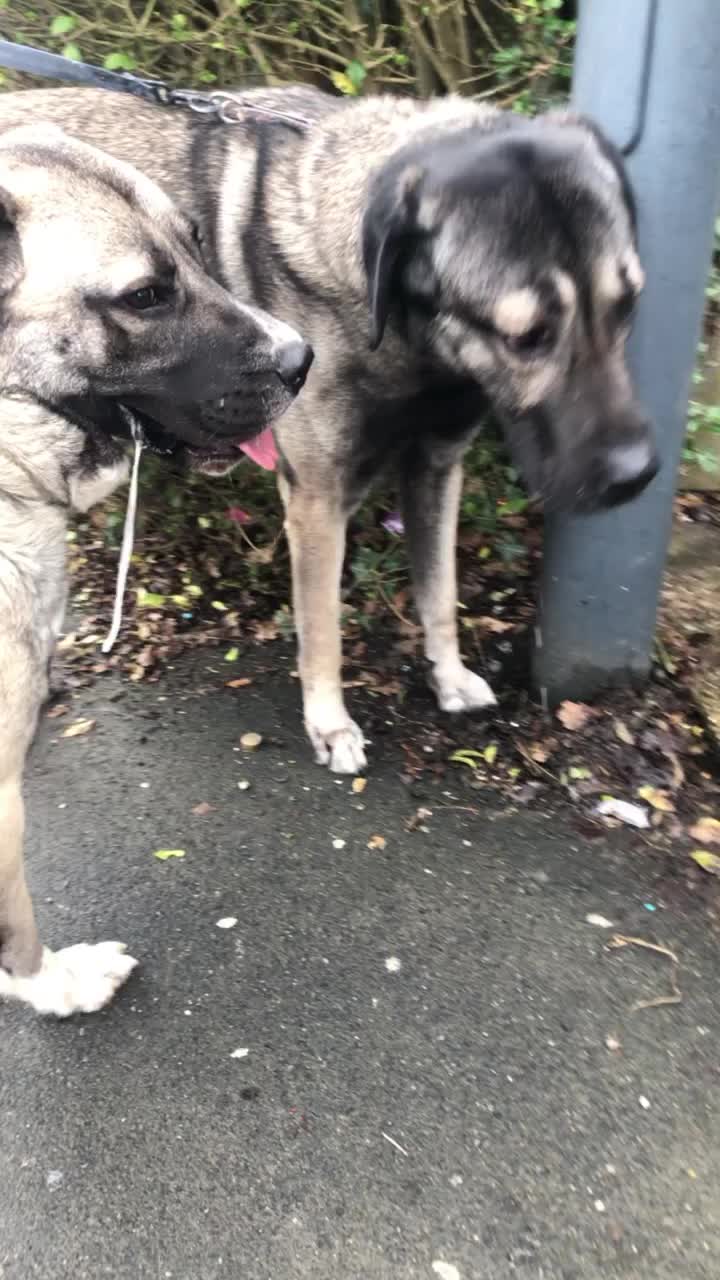 @Uk kangal kennels