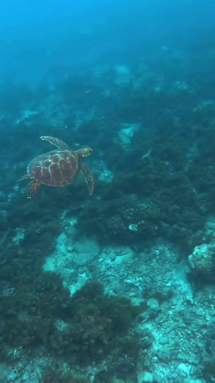 @Ocean Project