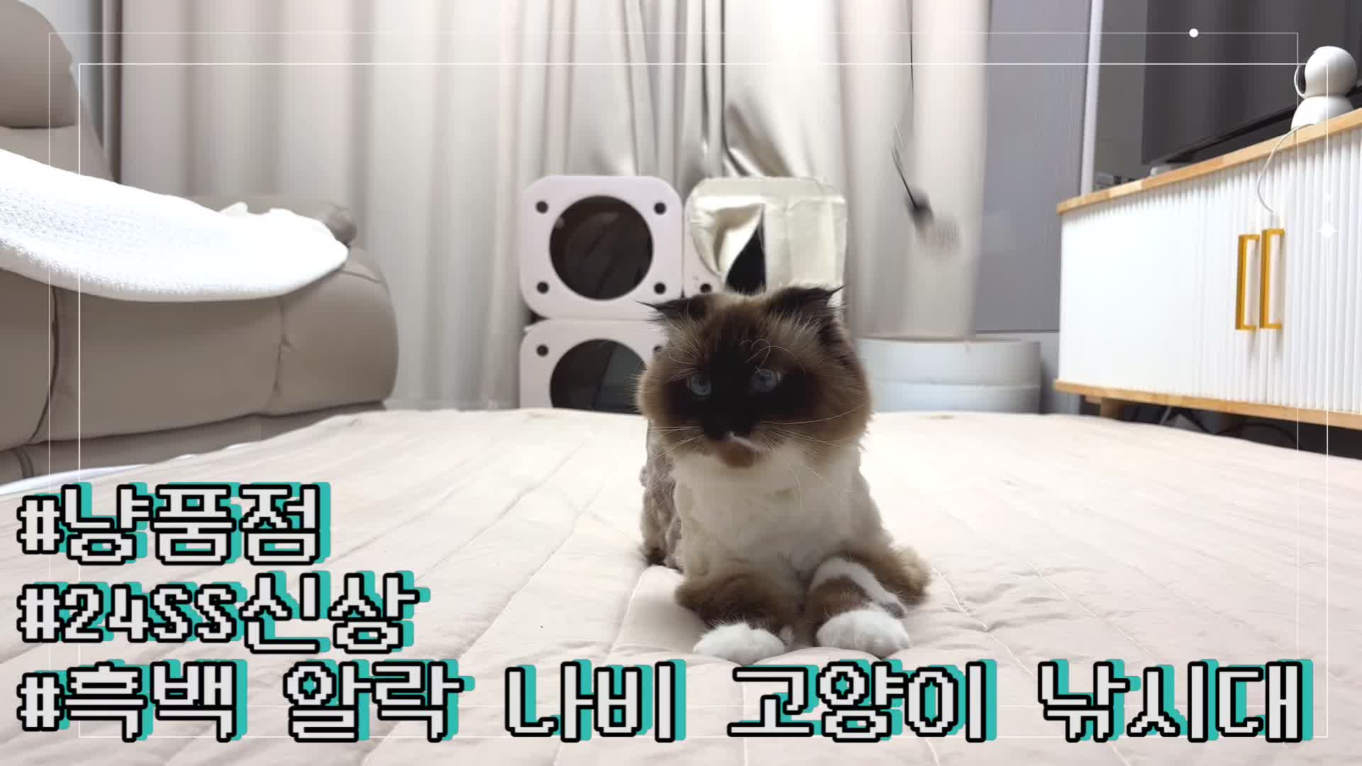 @4냥인생 Hunt 4 Life