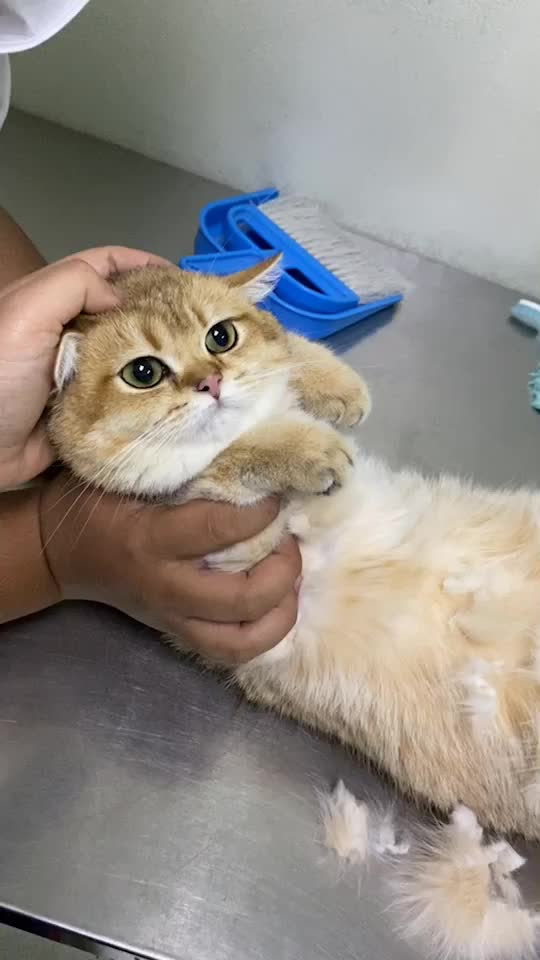 @Cruise_cat