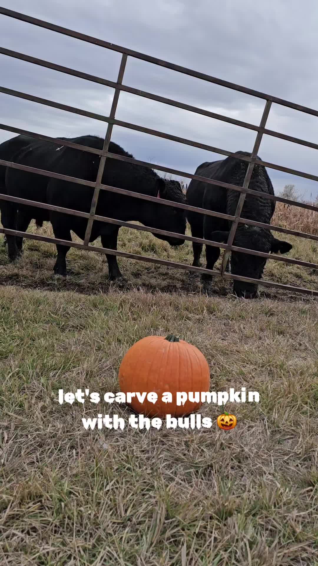 @Rachel on the Ranch