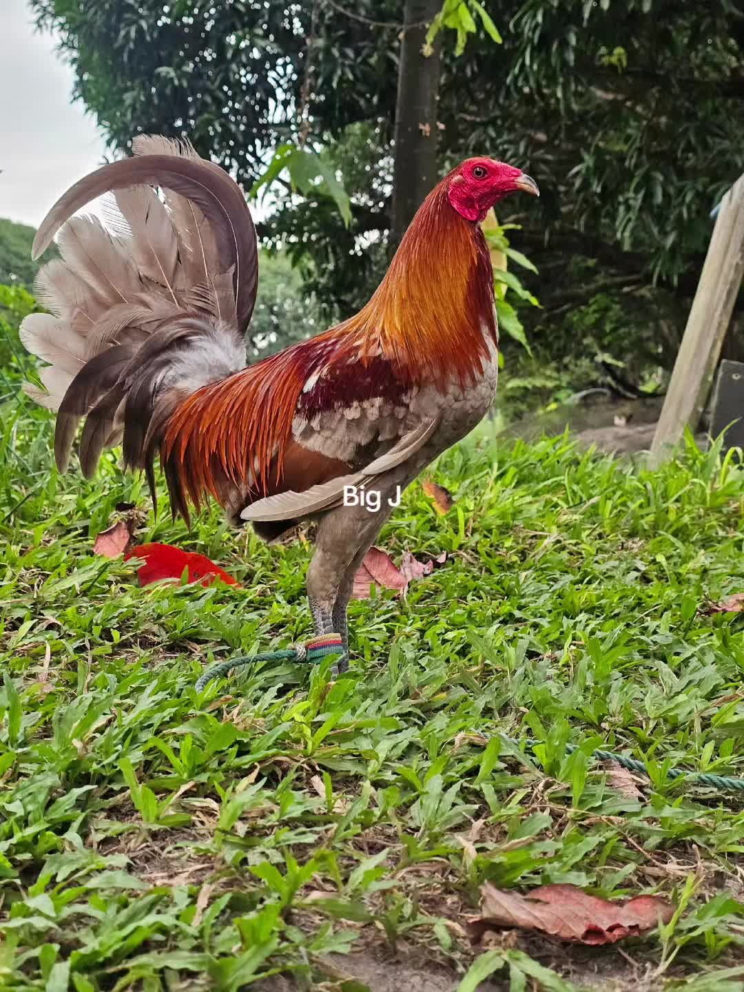 @Big J Gamefarm