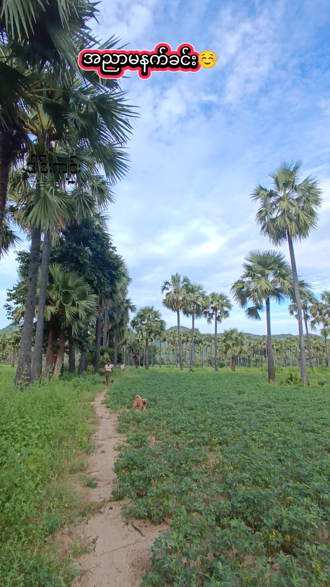 @ဒါန်းကျင်း/အညာမြေ(9.5M)