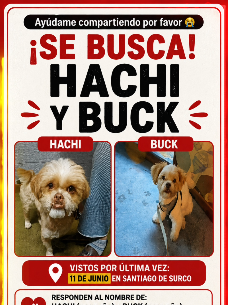 @Perritos Voladores