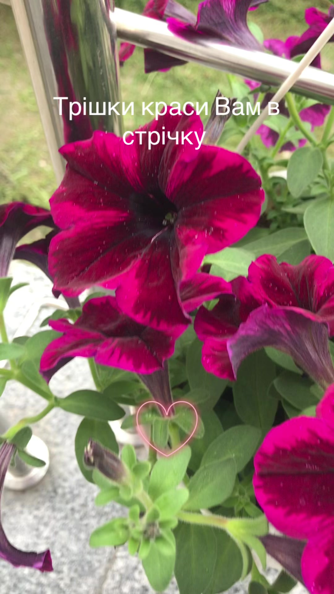 @Жіноча білизна &laquo;Лілія&raquo;