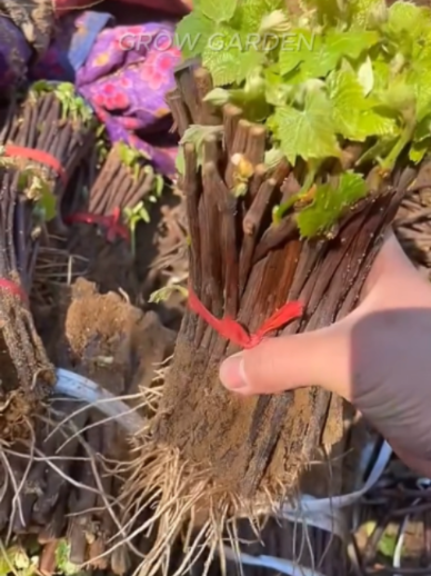 @Grow Garden | Plantas