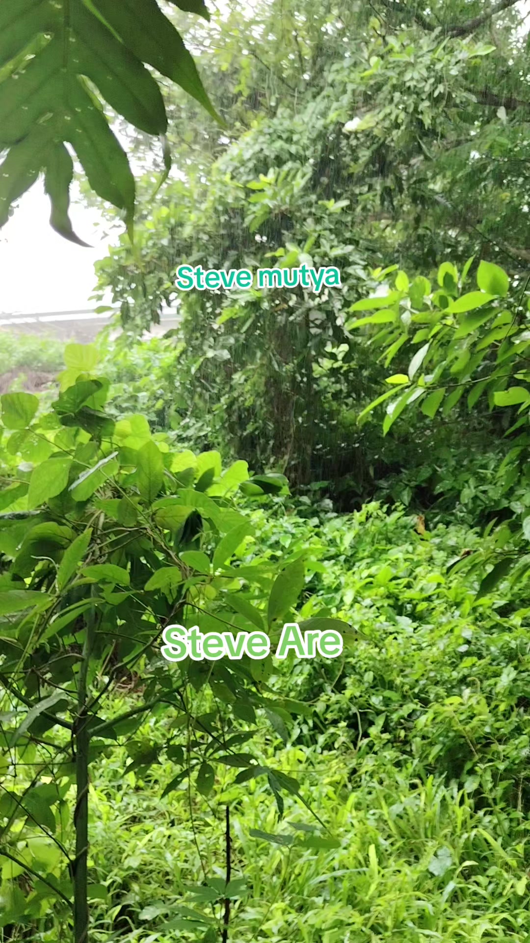 @Steve Mutya