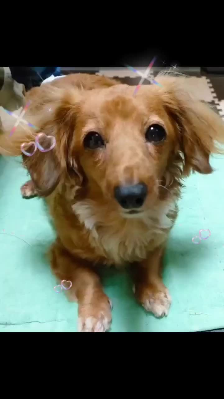 @ラムパパ