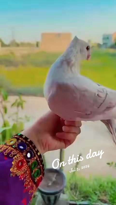 @Fatima-Ali