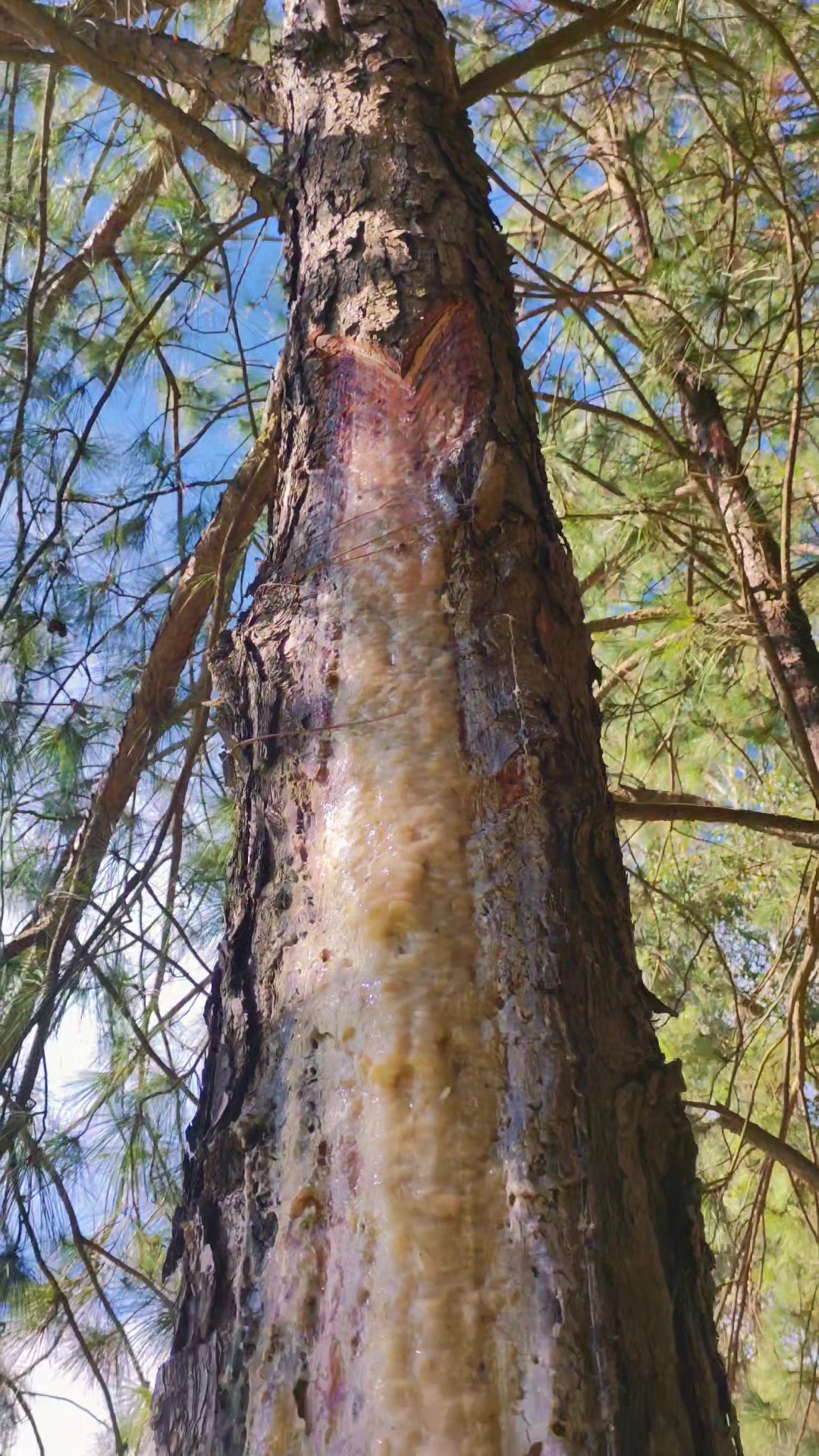 @WHresinas 🌲🛢️