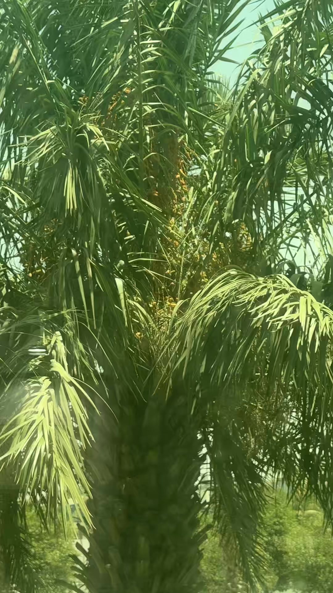 @المحزم المليان