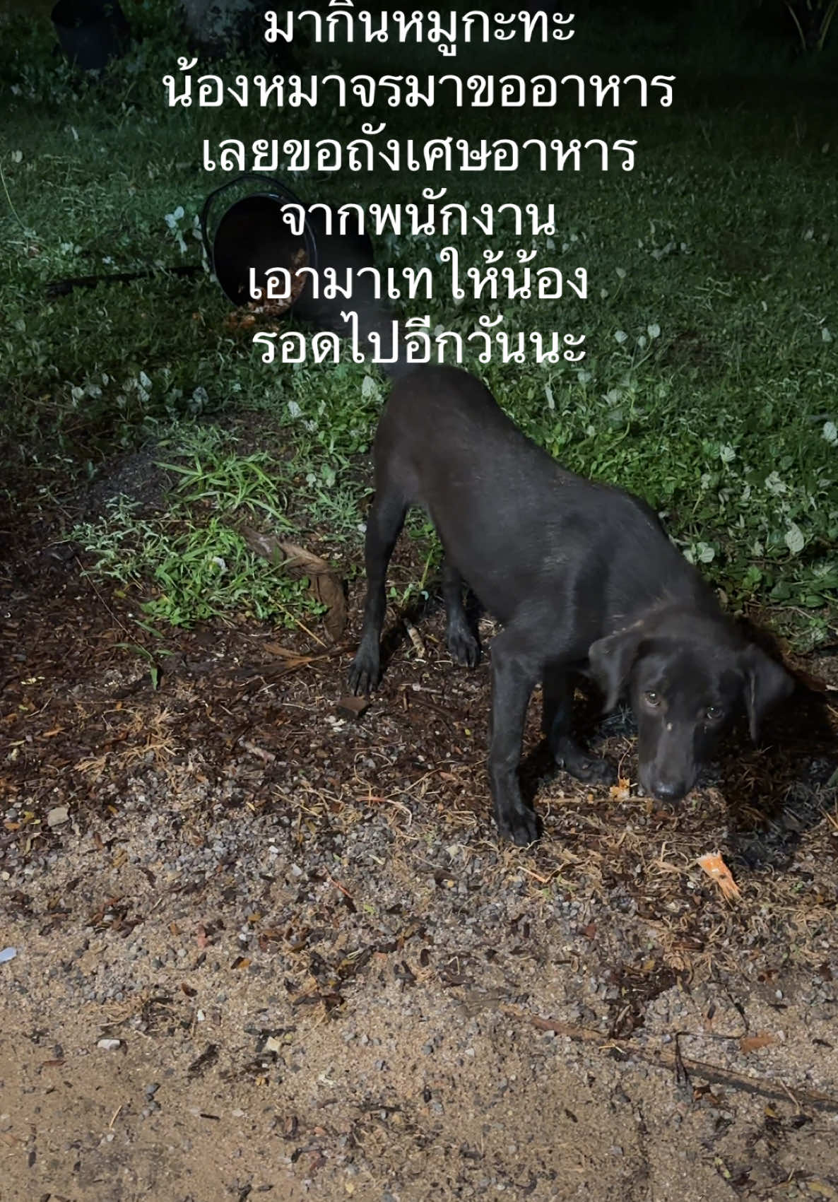 @CEO แมวยูโร😽งานป้ายมือ1 มือ2
