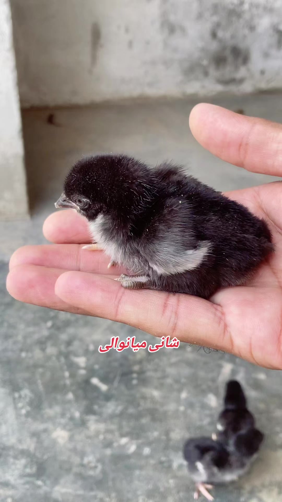 @Shani.Mianwali