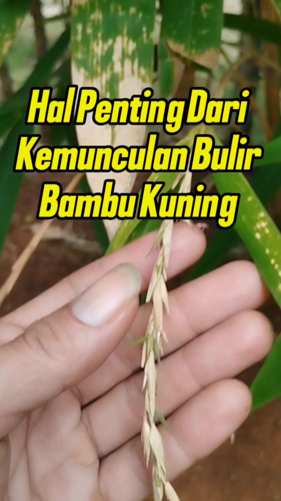 @Bukit Farming
