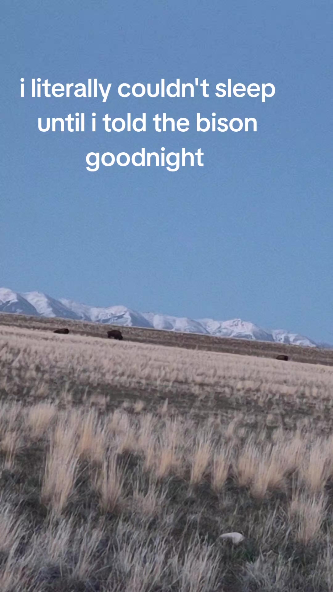 @LizardKing