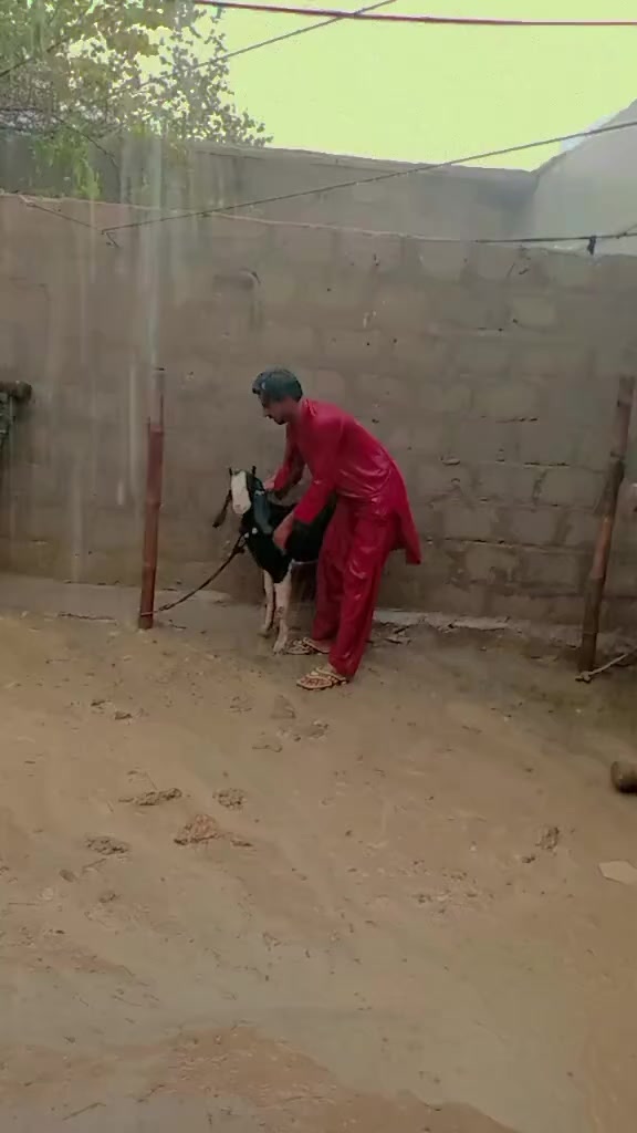 @🥷 معشوق ✌ لاشاري 🥷