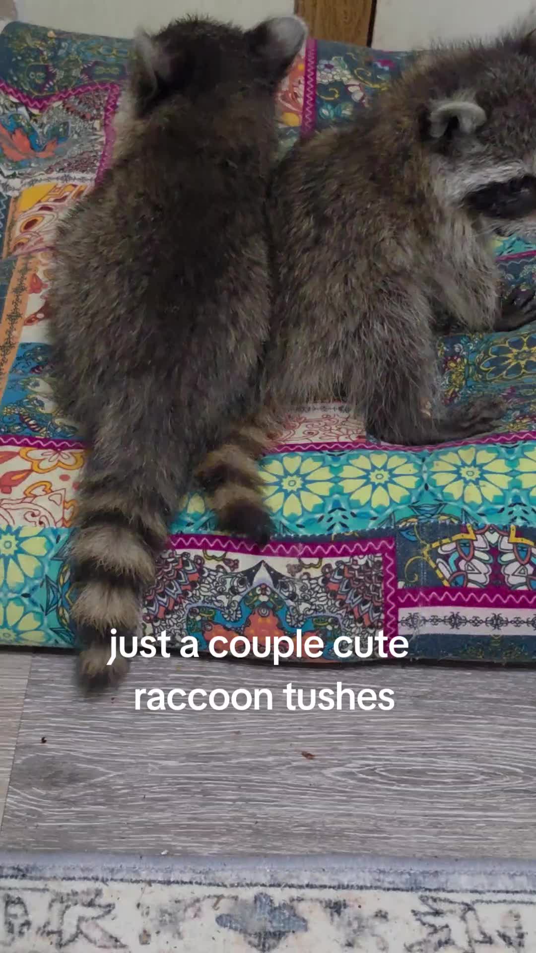 @Little Bit Wildlife Rescue