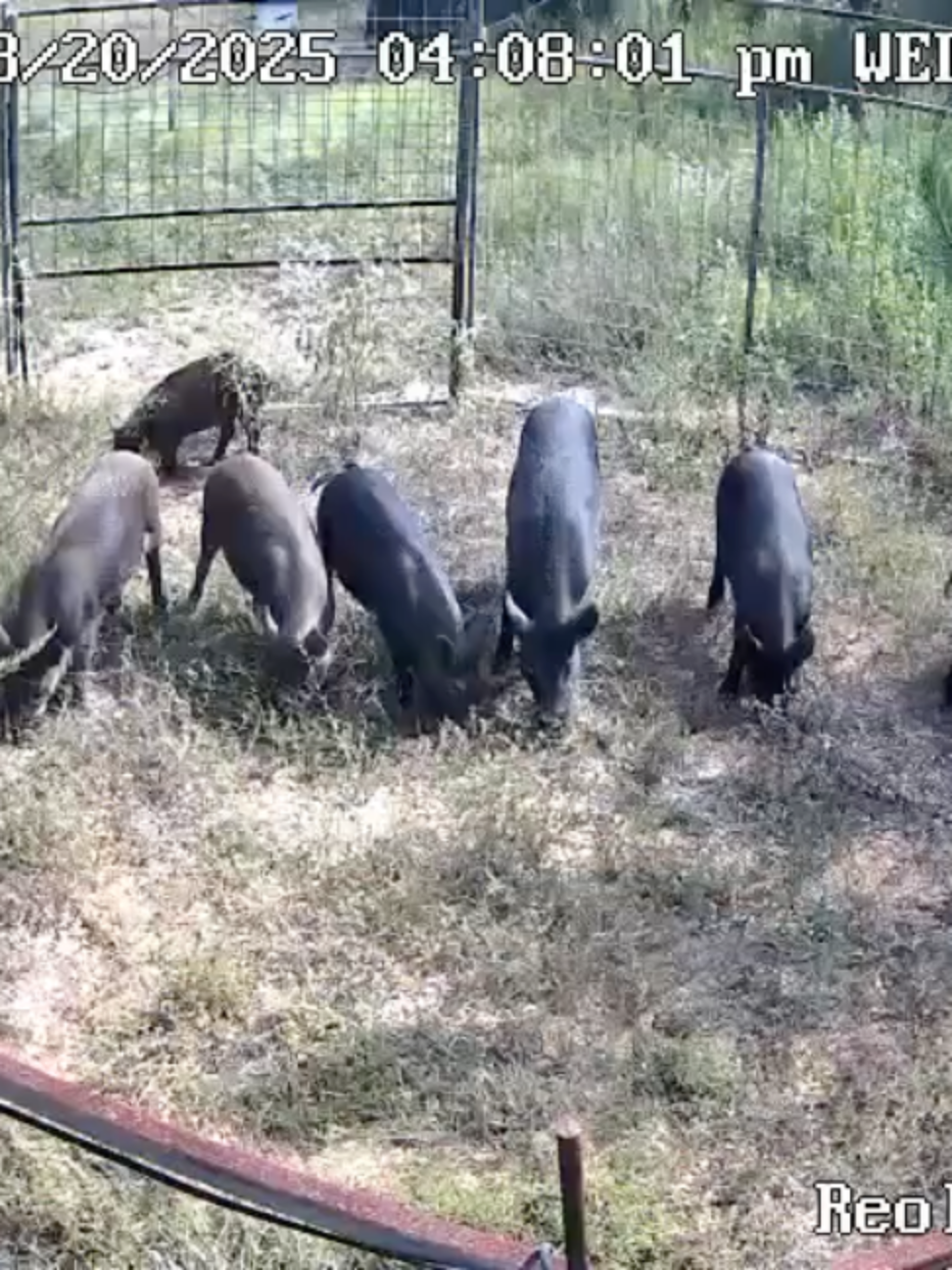 @Hog Brothers Custom Hog Traps