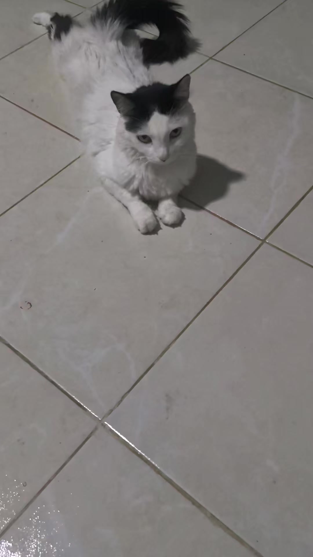 @Boinas 🐱