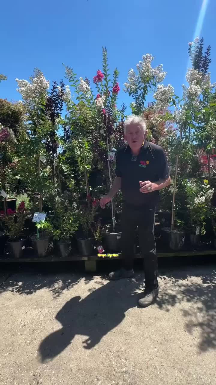 @Hello Hello Plants Nursery