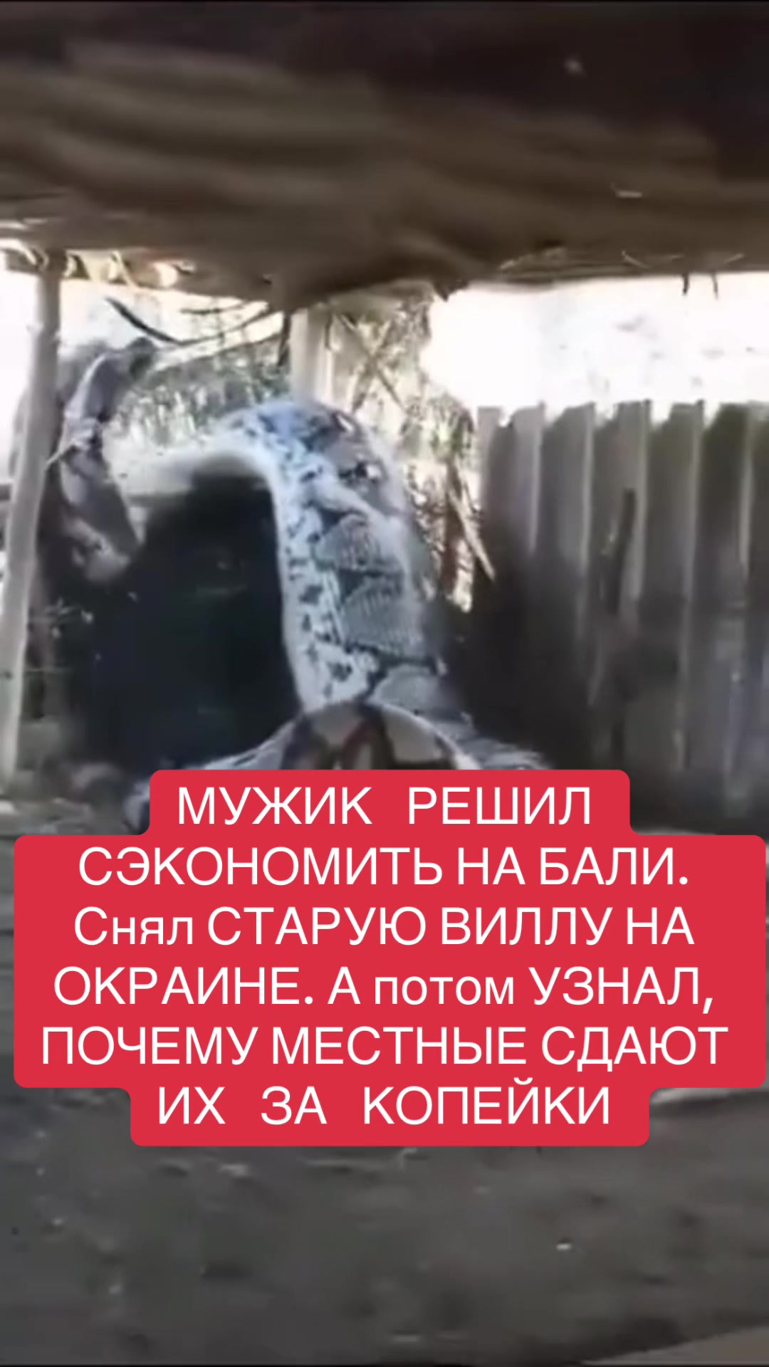 @shoblinskis
