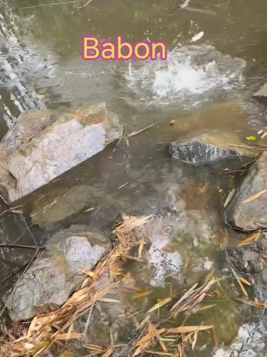 @erdin mancing