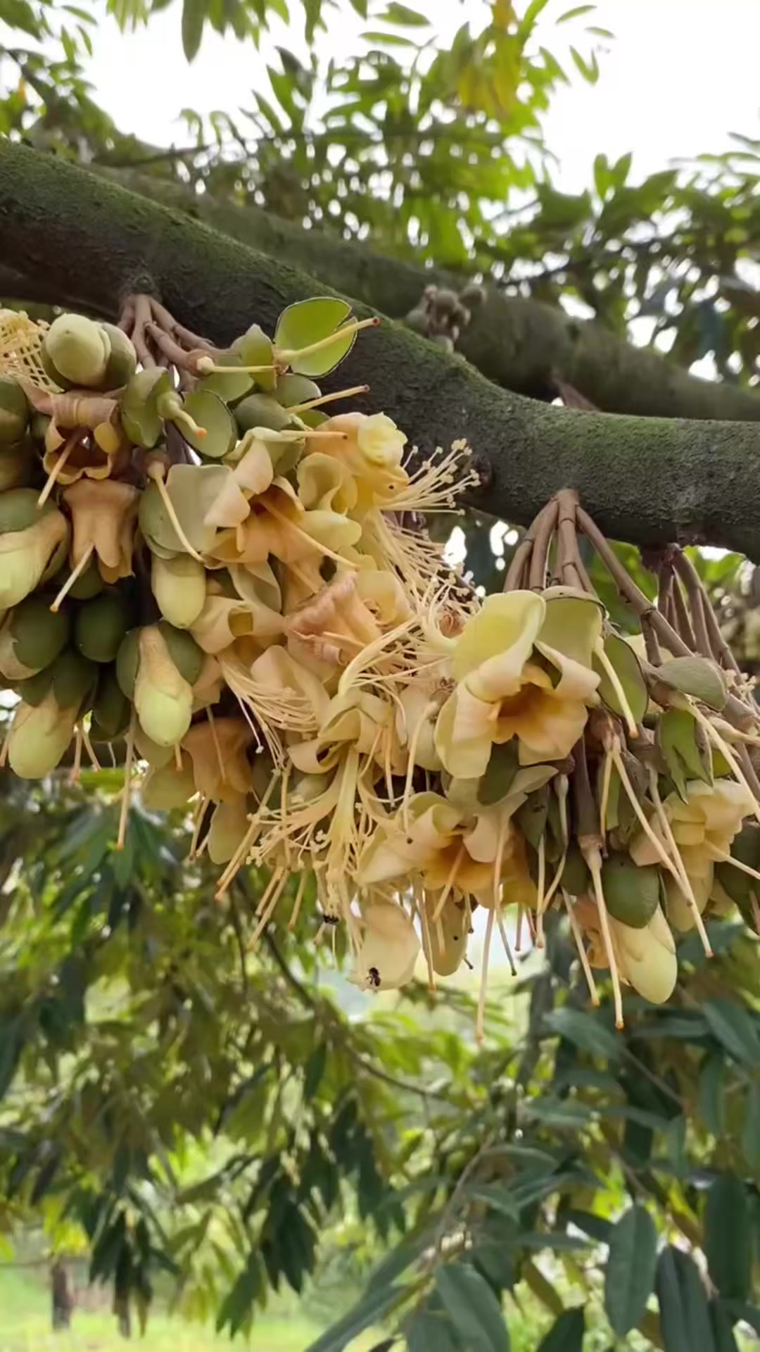@AA KADU
