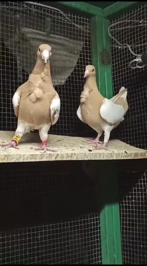 @Ahmet Serhat Küçükoğlu