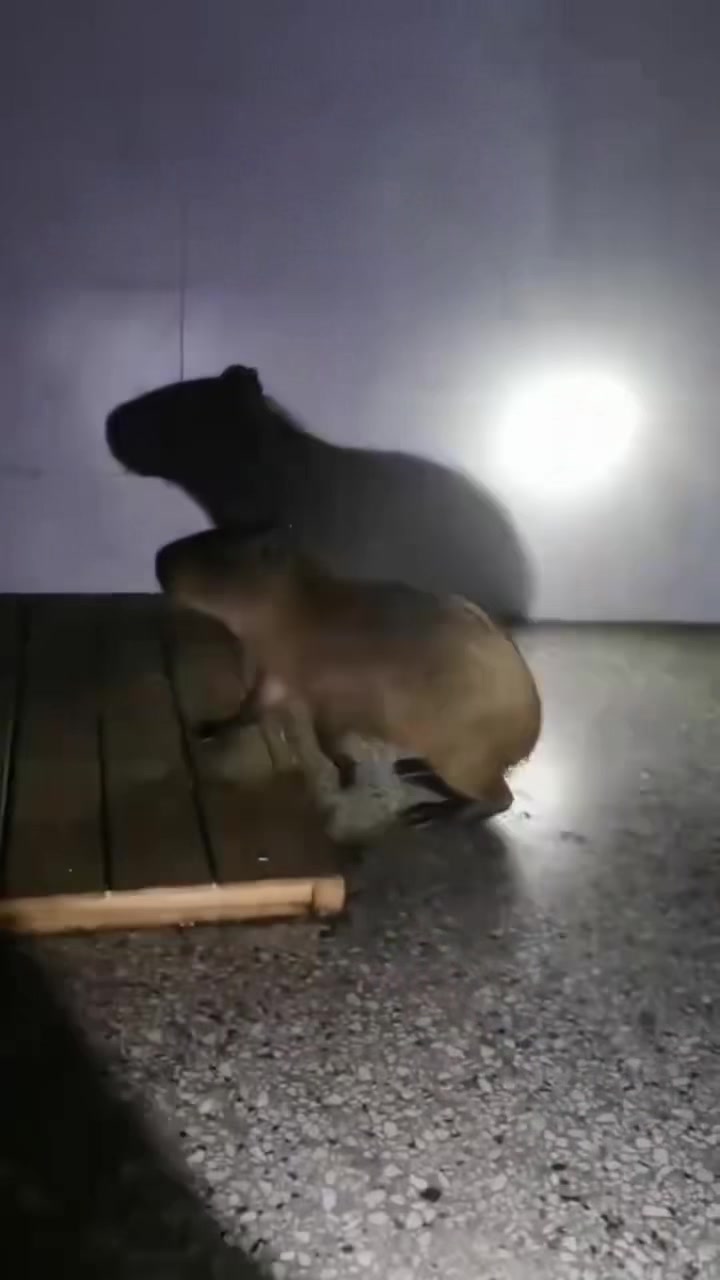 @Capybarabaramedia