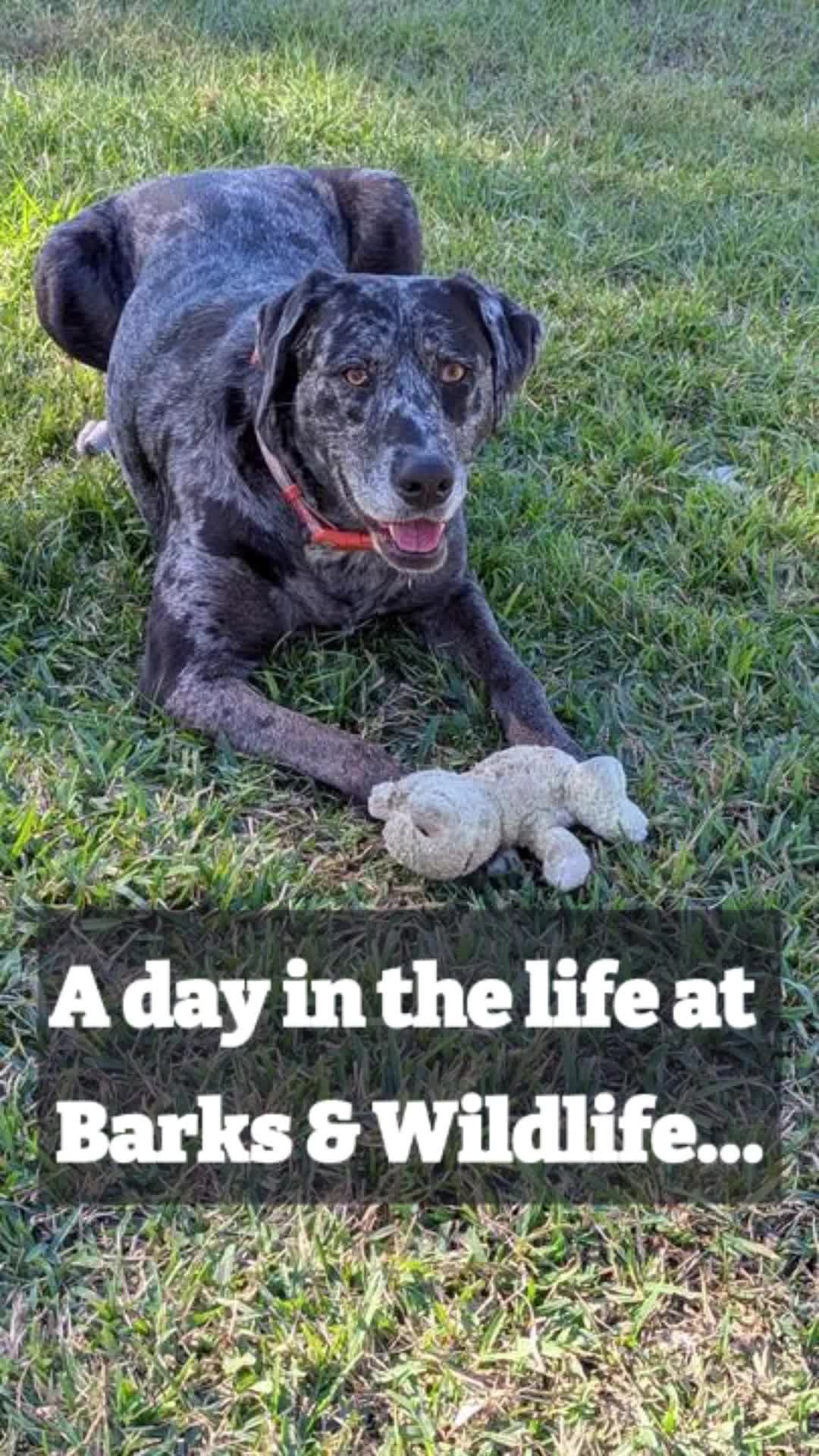 @Barks & Wildlife Longville LA