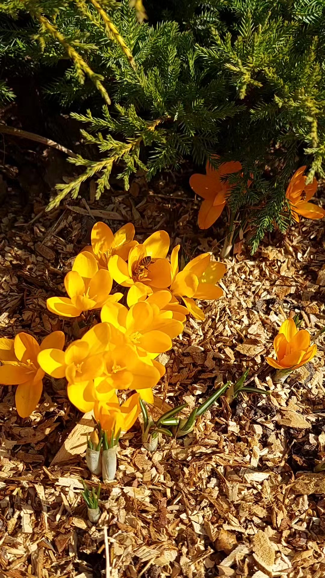 @✨️Галина ✨️🌸