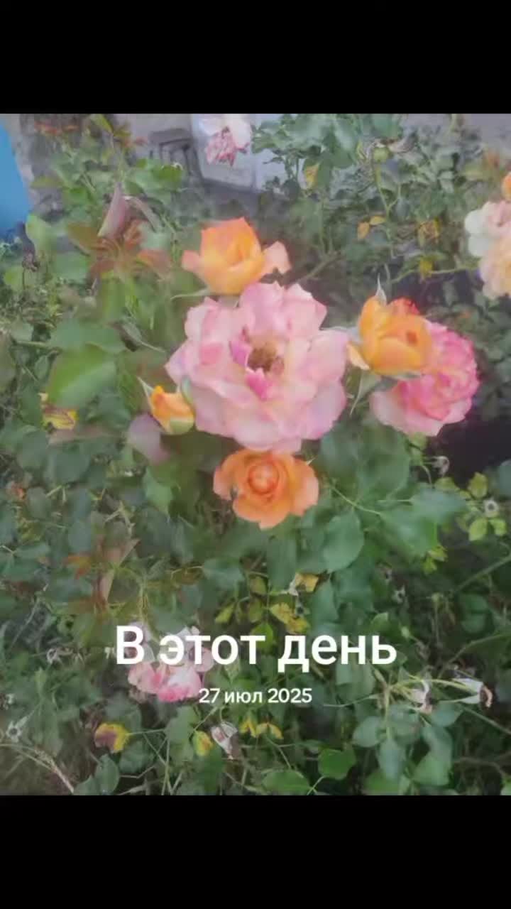 @Alexei Gurali