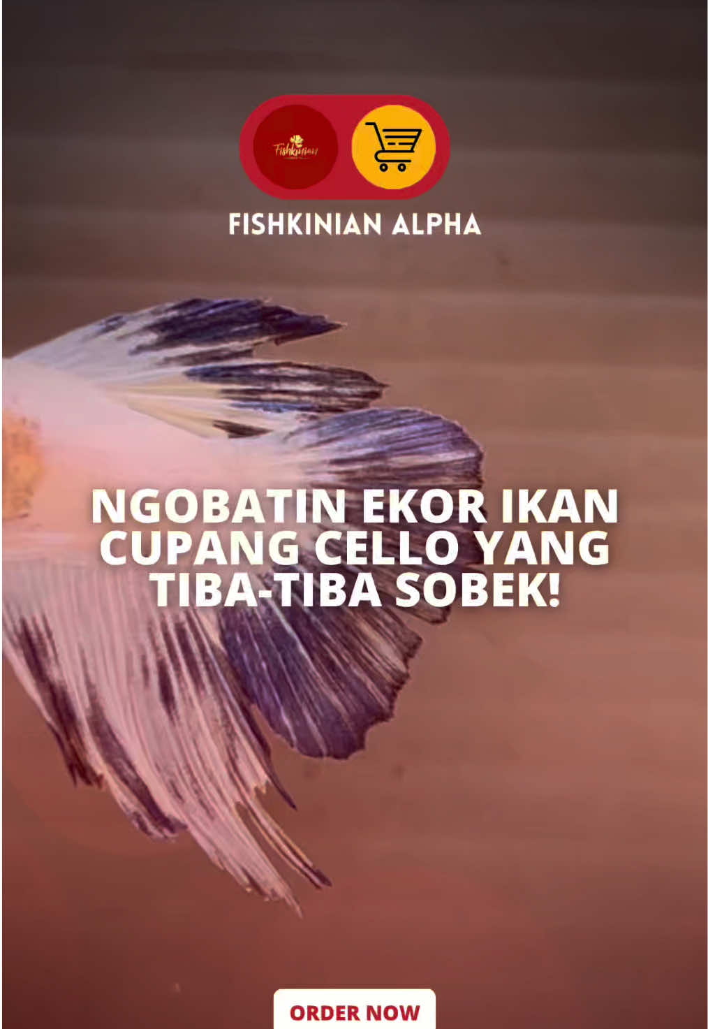 @Fishkinian Alpha1