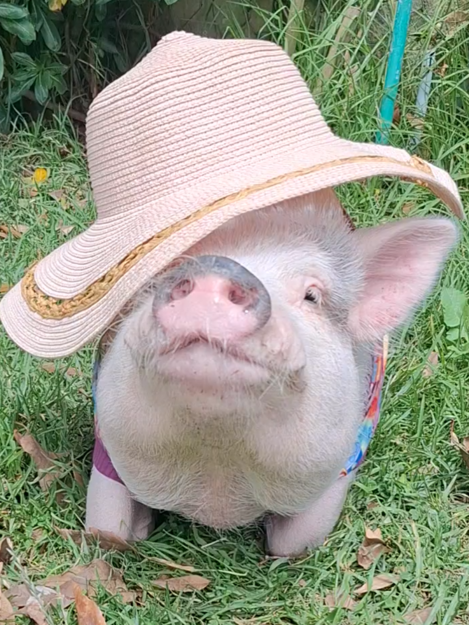 @🐷Ibi.pig🐷