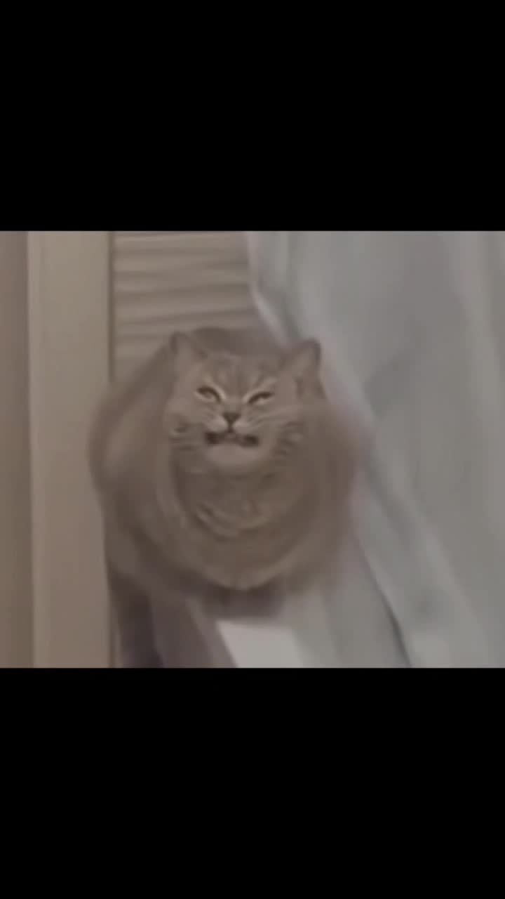 @𝕤𝕧𝕖𝕥𝕜𝕒