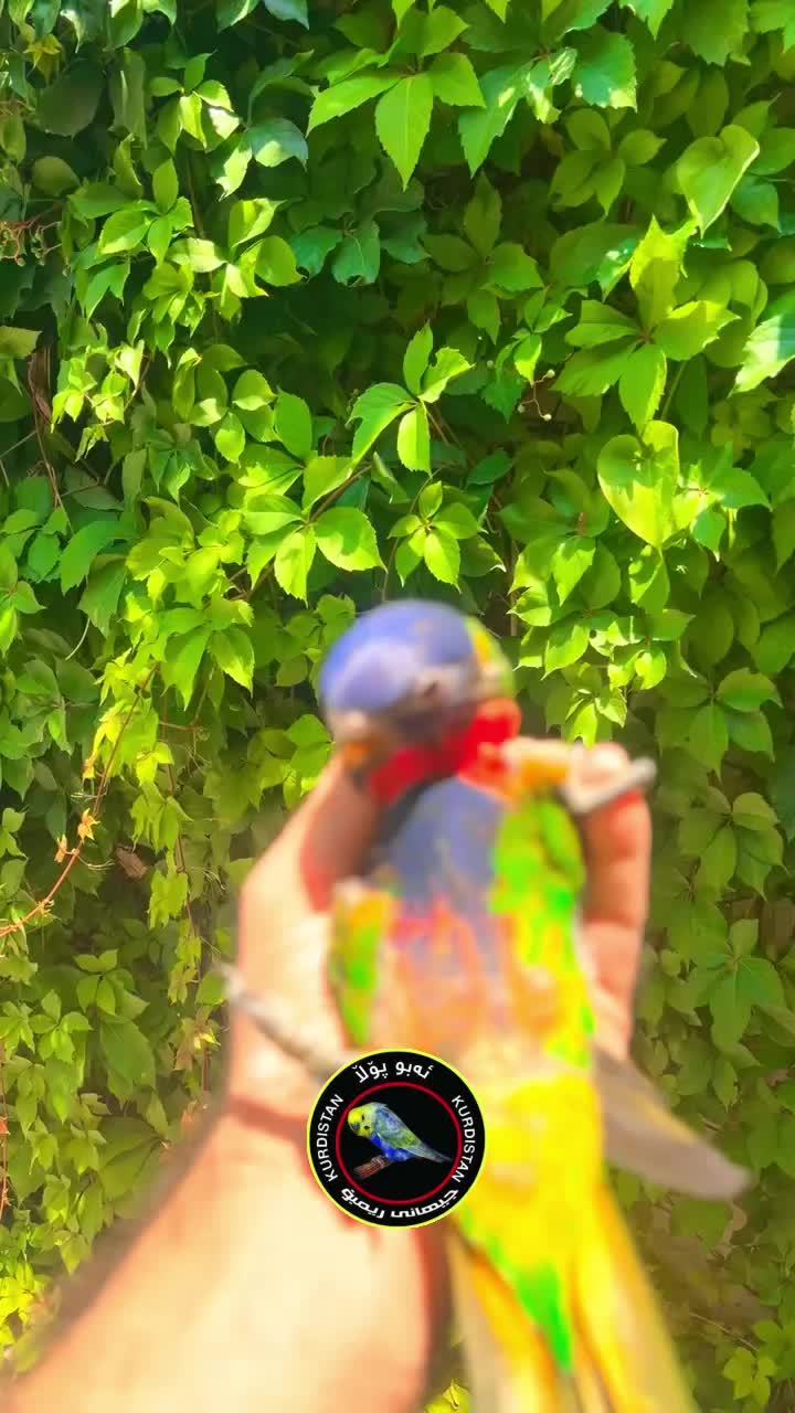 @أبو پؤلا