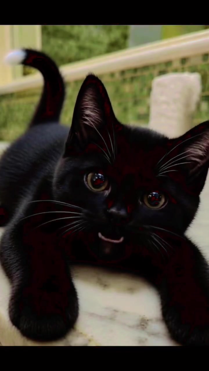 @Meow Meow