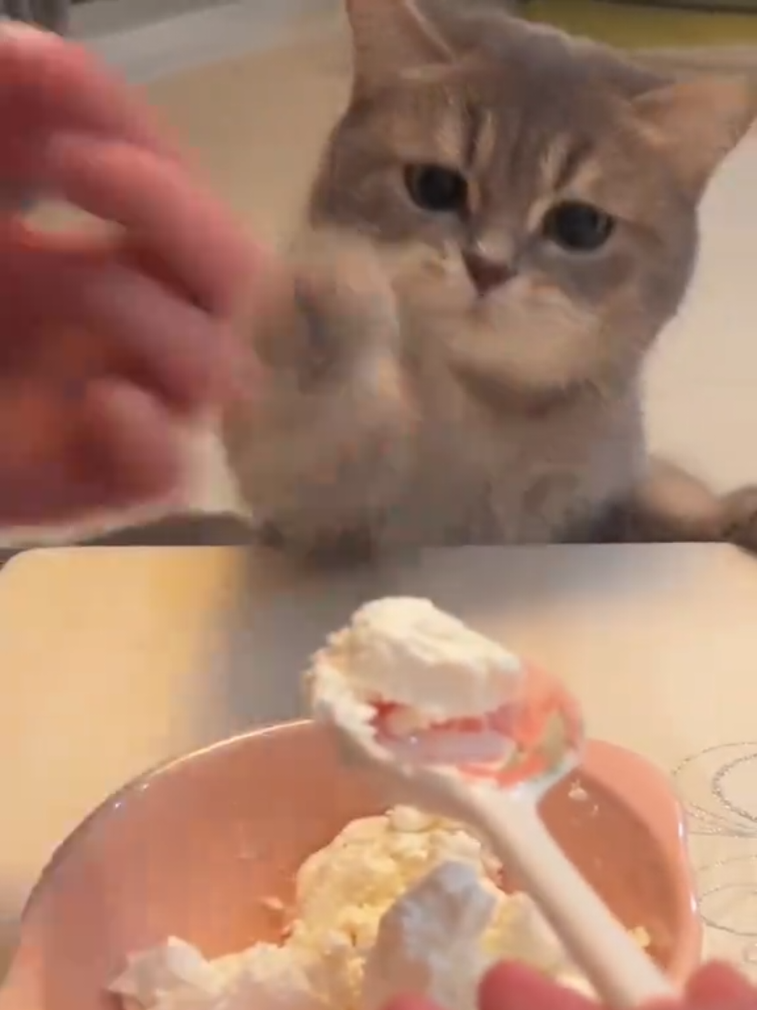 @Chonky World Of Cats