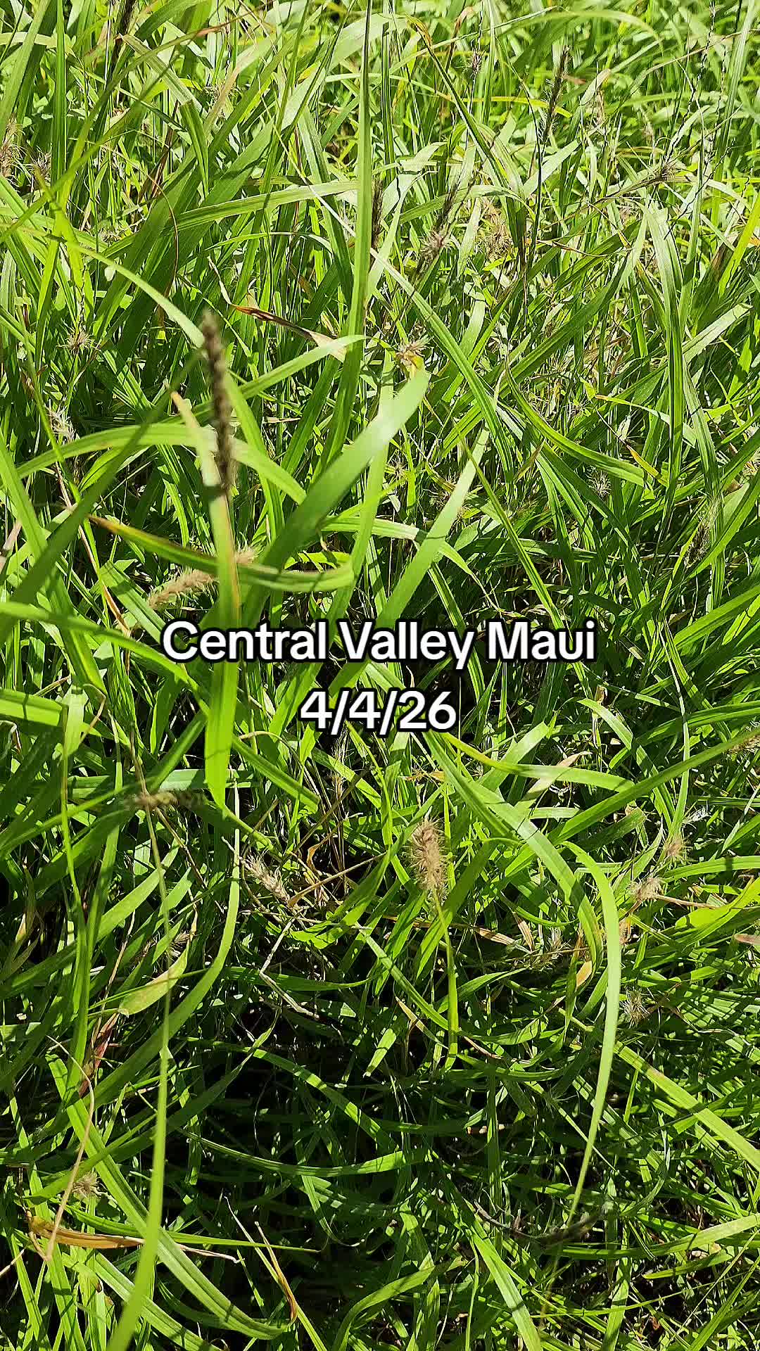 @Hike Maui